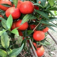 媛红椪柑苗