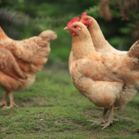 土鸡 谷雨生态农庄  厂家直销 家自养土鸡大公鸡新鲜鸡肉 两年土鸡散养农家鸡老母鸡走地鸡