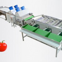 番茄清洗分级机 西红柿 分选机 筛选机 果蔬加工设备 源头工厂