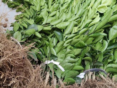 红美人爱暖28号一年苗 红美人柑橘苗.红美人桔树苗_供应产品_台州黄岩